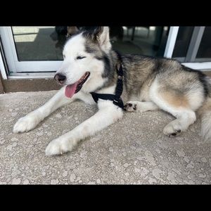 Meet your Posher, Dayana